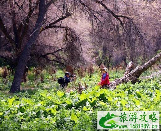 红蝶谷最佳旅游时间