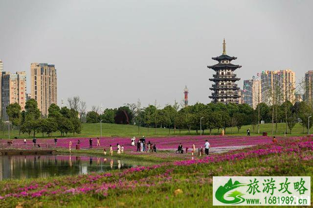 洋湖体育公园芝樱花盛开图片