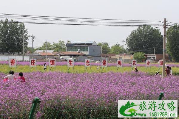 北京大兴区魏善庄花海观赏指南