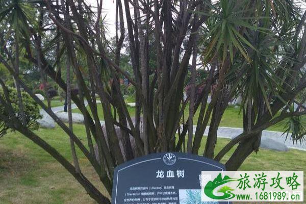 东莞植物园景点介绍 东莞植物园有什么好玩的