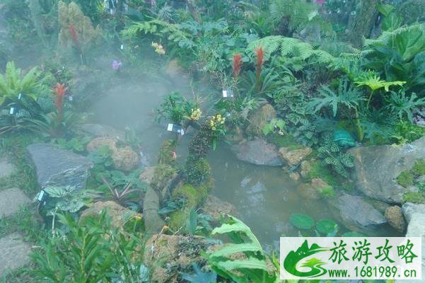 东莞植物园景点介绍 东莞植物园有什么好玩的