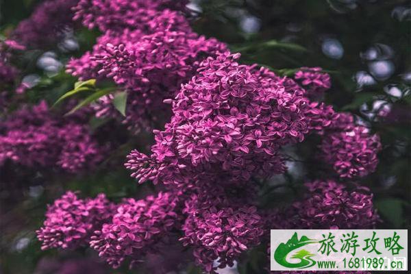 北京丁香花最多的公园有哪些