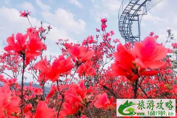 磐安高姥山杜鹃花节2020时间和地点和活动介绍