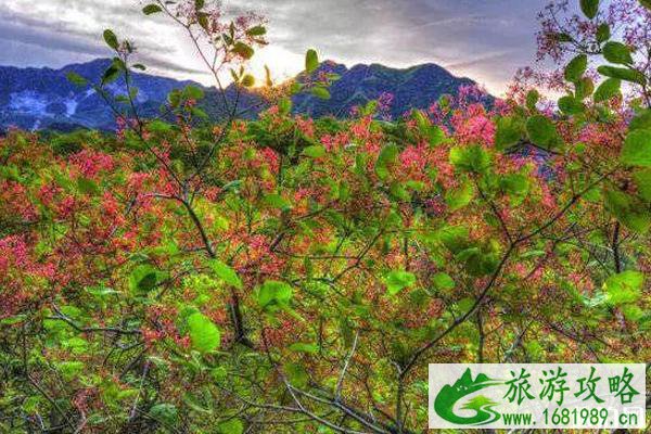 坡峰岭黄栌花几月开 坡峰岭黄栌花观赏攻略