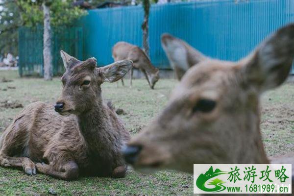 怎么去奈良喂鹿的公园