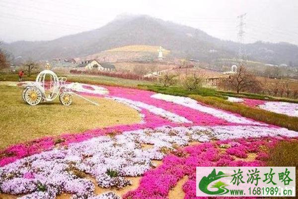 紫云花汐薰衣草庄园门票 紫云花汐薰衣草庄园踏青赏梅观芝樱活动攻略