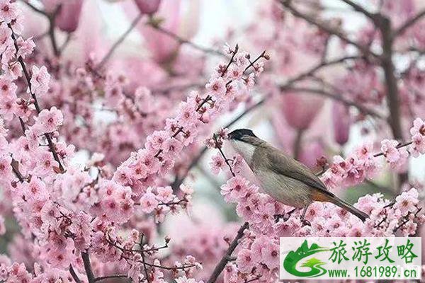 遵义周边赏花游玩景点推荐