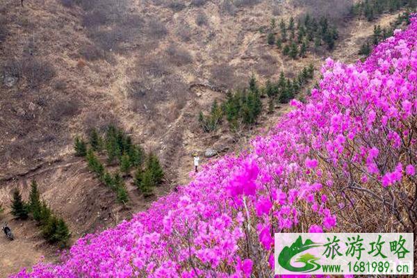 鞍山岫岩映山红什么时候开花 鞍山岫岩映山红门票多少钱