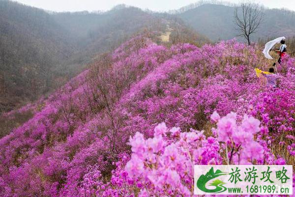 鞍山岫岩映山红什么时候开花 鞍山岫岩映山红门票多少钱