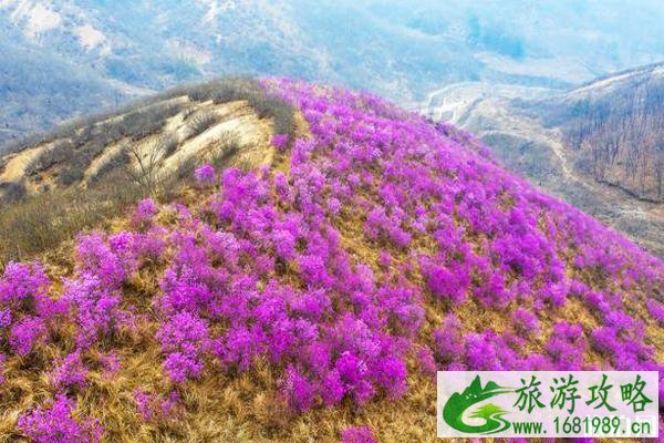 鞍山岫岩映山红什么时候开花 鞍山岫岩映山红门票多少钱