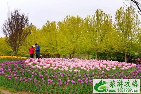 北京国际鲜花港的门票和地址