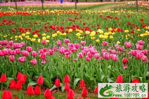 北京国际鲜花港的门票和地址