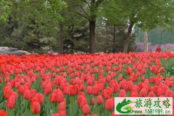 北京国际鲜花港的门票和地址