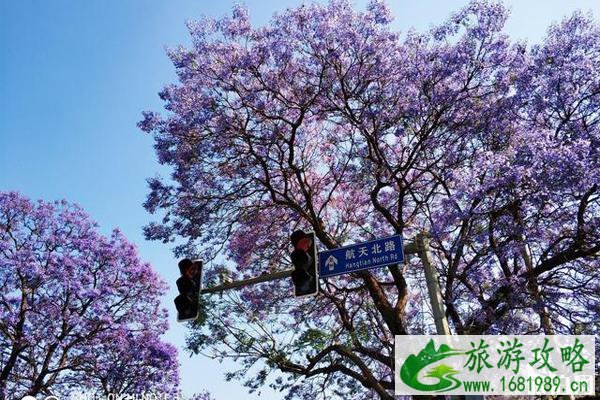 2020西昌蓝花楹开花时间 西昌蓝花楹在哪条街可以看