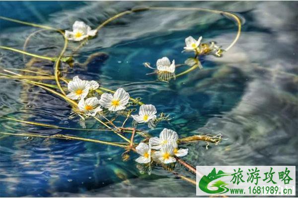 2020泸沽湖水性杨花什么时候开花 2020泸沽湖水性杨花什么时候开花