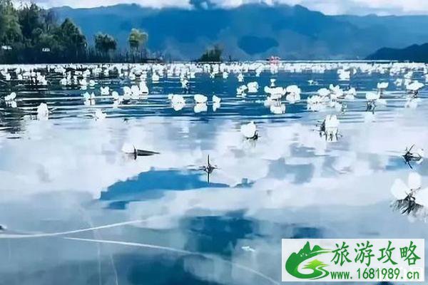 2020泸沽湖水性杨花什么时候开花 2020泸沽湖水性杨花什么时候开花