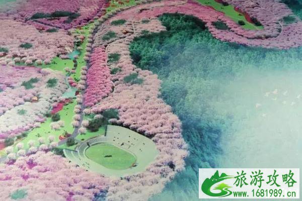 2020扬州樱花花海旅游文化节时间和地点及活动介绍