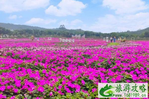 2020广西玫瑰花文化节时间和地点和门票