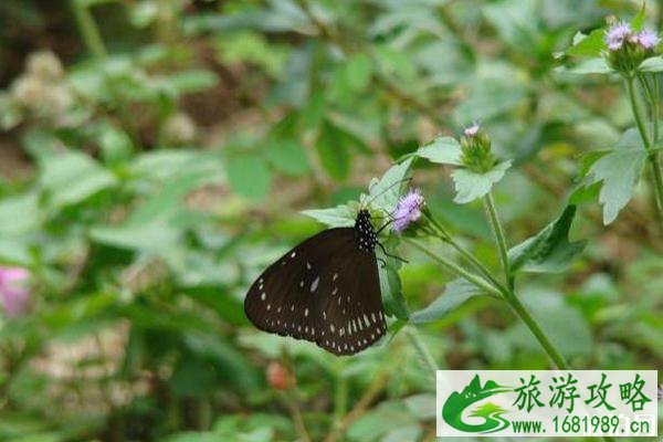 东坪山公园怎么去 厦门东坪山有哪些景点