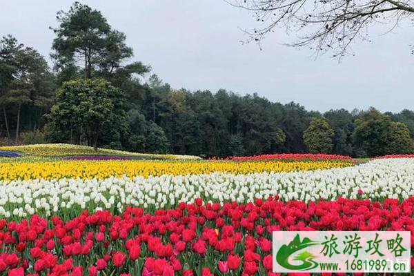 成都踏青赏花好去处推荐