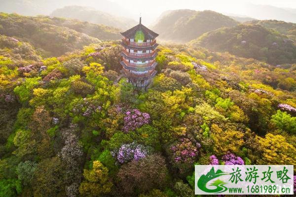 2020年金佛山杜鹃花什么时候开 现在重庆周边哪里可以赏花