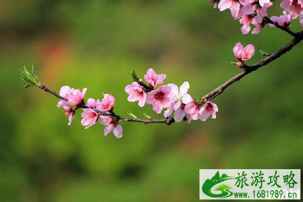 2020南京栖霞山桃花节时间活动 4月南京赏花活动