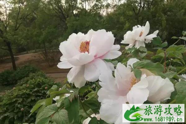 2020菏泽牡丹开了吗 菏泽牡丹哪里好看