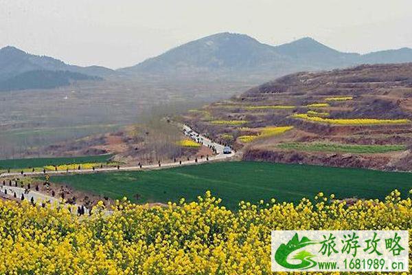 济南油菜花哪里最好看 济南油菜花景点推荐