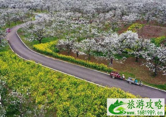 2020砀山网络梨花节观赏指南