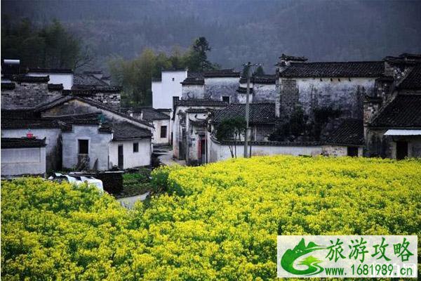 黄山黟县有哪些景点赏花 黄山黟县赏花路线