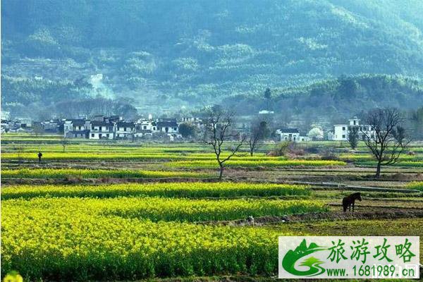 黄山黟县有哪些景点赏花 黄山黟县赏花路线