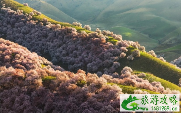 伊犁花海最美是几月 新疆旅游最佳季节-交通指南