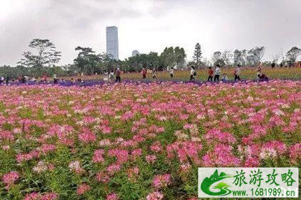 五月深圳赏花景点介绍