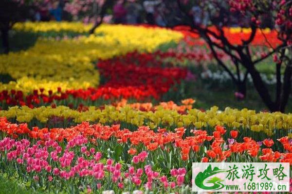 2020北京植物园桃花节取消