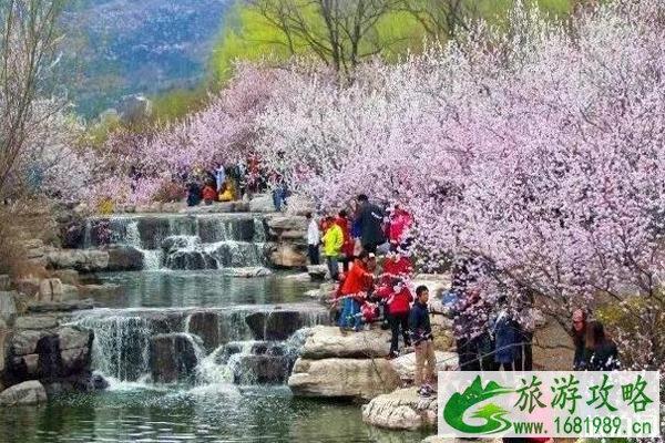 2020北京植物园桃花节取消