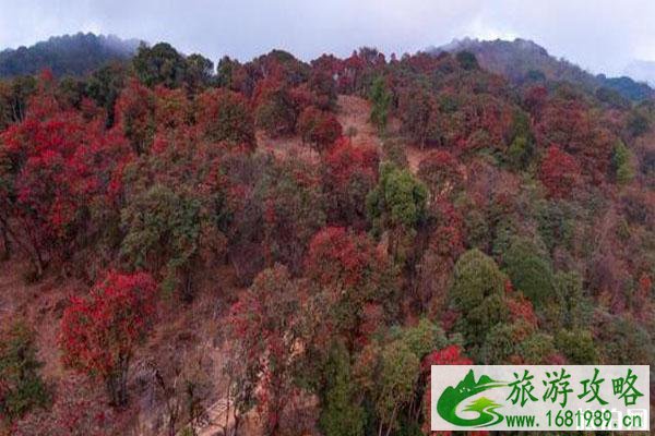 云南盈江杜鹃花开了 赏花地在哪里