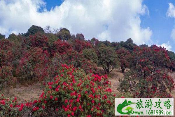 云南盈江杜鹃花开了 赏花地在哪里