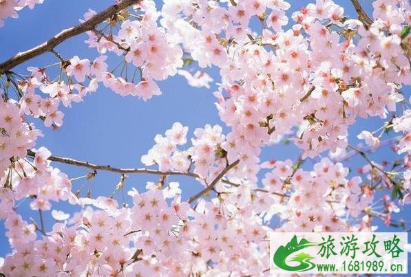 2020北京玉渊潭樱花节取消后去哪里看樱花