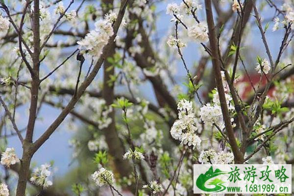 重庆看李花的地方推荐