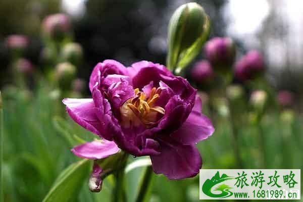 郴州南岭植物园门票 郁金香开了吗