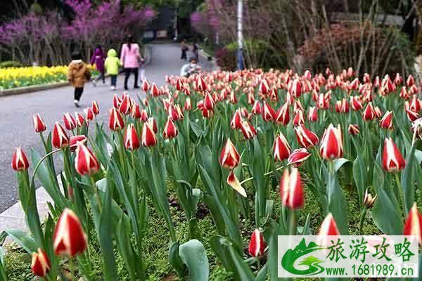 郴州南岭植物园门票 郁金香开了吗