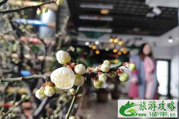 石家庄植物园郁金香花期 什么时候开