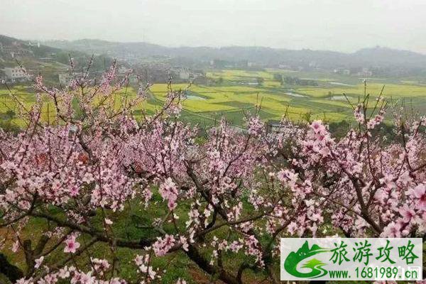 衡阳哪里有桃花看