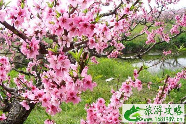 春季赏桃花最佳的地方 景点交通门票 春季赏桃花最佳的地方 景点交通门票