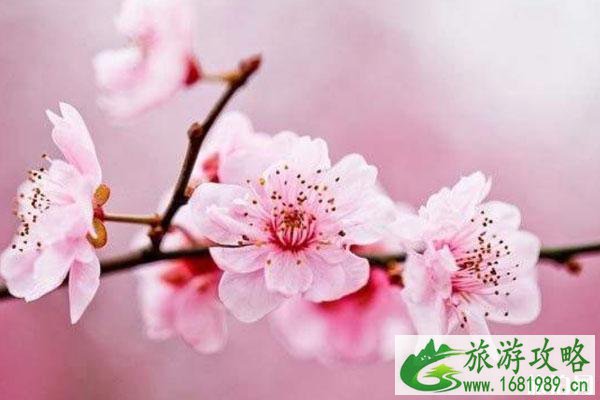 春季赏桃花最佳的地方 景点交通门票 春季赏桃花最佳的地方 景点交通门票