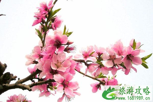 春季赏桃花最佳的地方 景点交通门票 春季赏桃花最佳的地方 景点交通门票