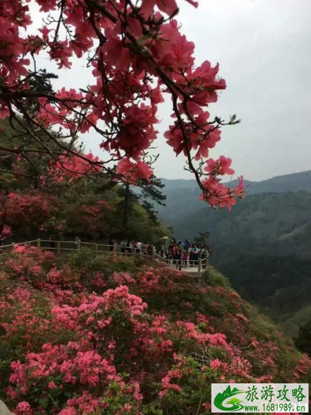 2020黄陂木兰云雾山杜鹃花海时间