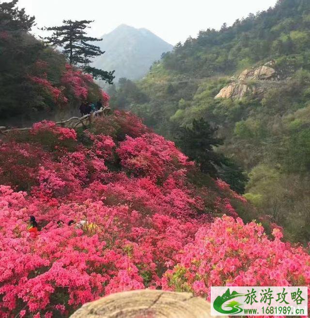 2020黄陂木兰云雾山杜鹃花海时间