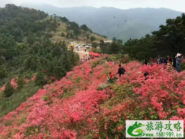 2020黄陂木兰云雾山杜鹃花海时间