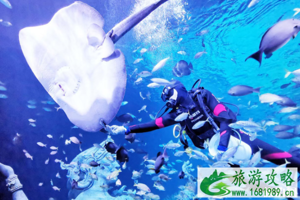 2020泰国安琪拉水族馆表演项目时间及景区介绍